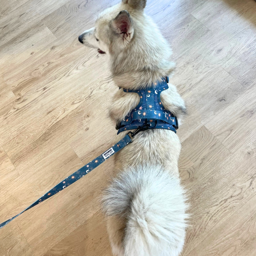Harnais pour chien anti-traction - Comfy Moonlight