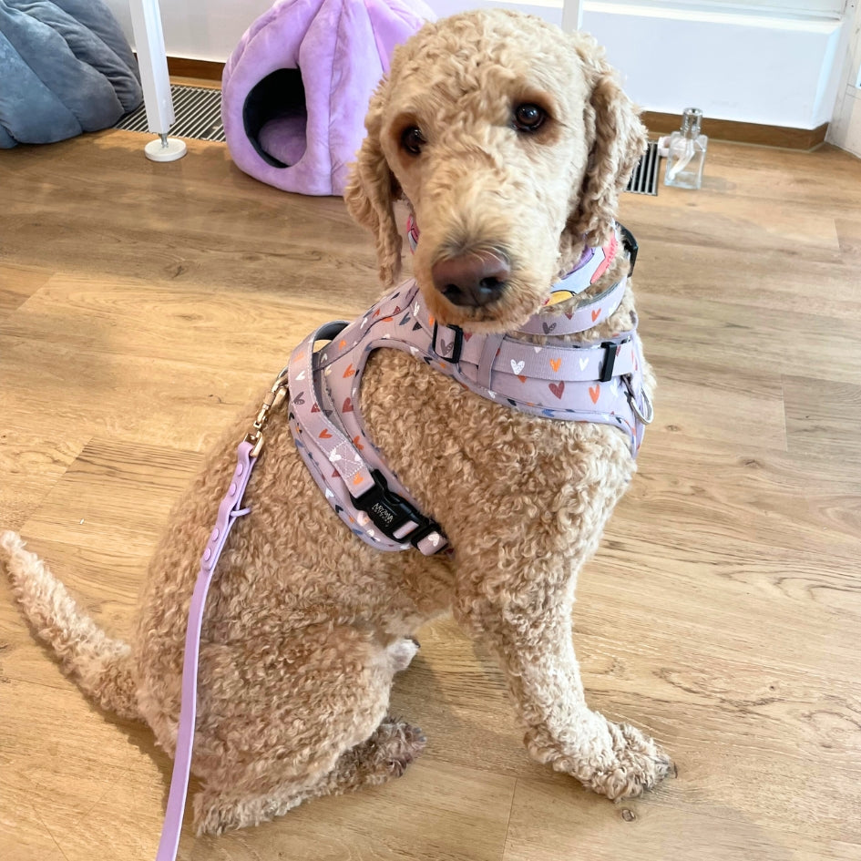 Harnais pour chien anti-traction - Comfy Sweet Love