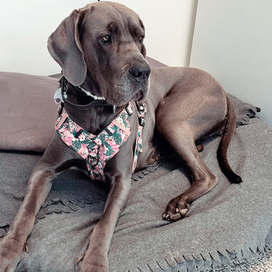 Harnais pour chien anti-traction - Comfy Tropicool