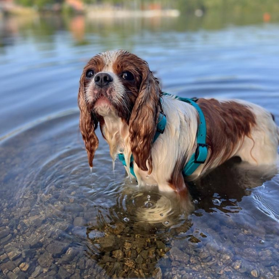 Harnais pour chien Y - Gummy Teal