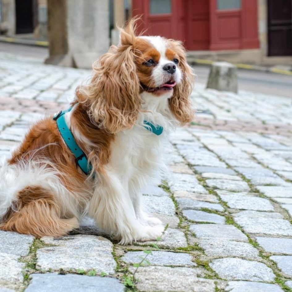 Harnais pour chien Y - Gummy Teal