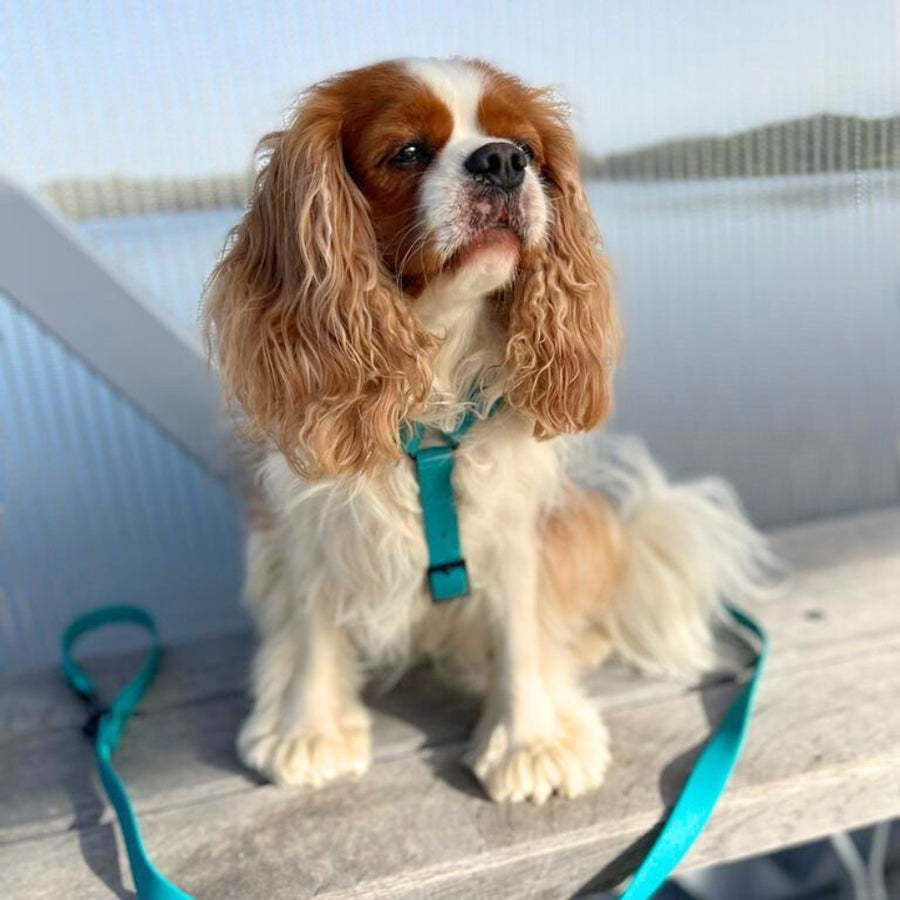 Harnais pour chien Y - Gummy Teal