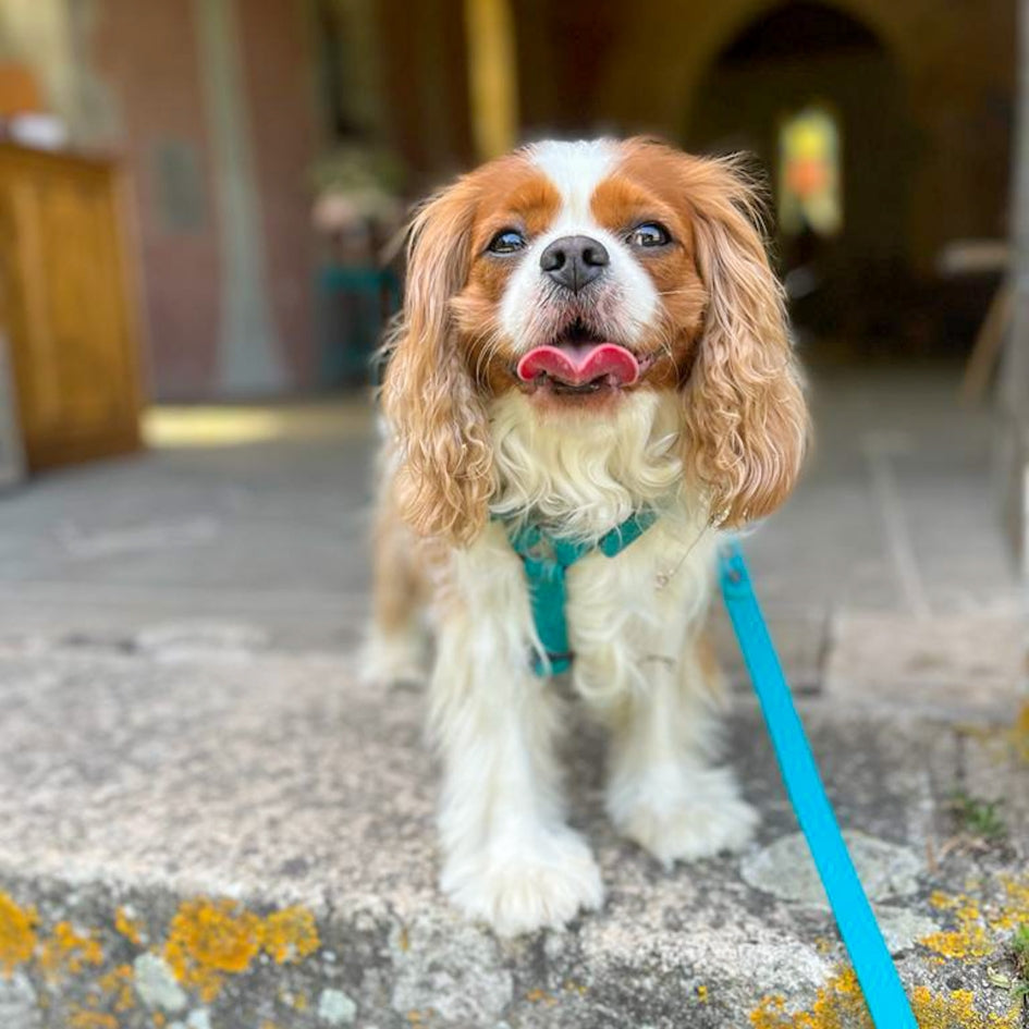 Harnais pour chien Y - Gummy Teal