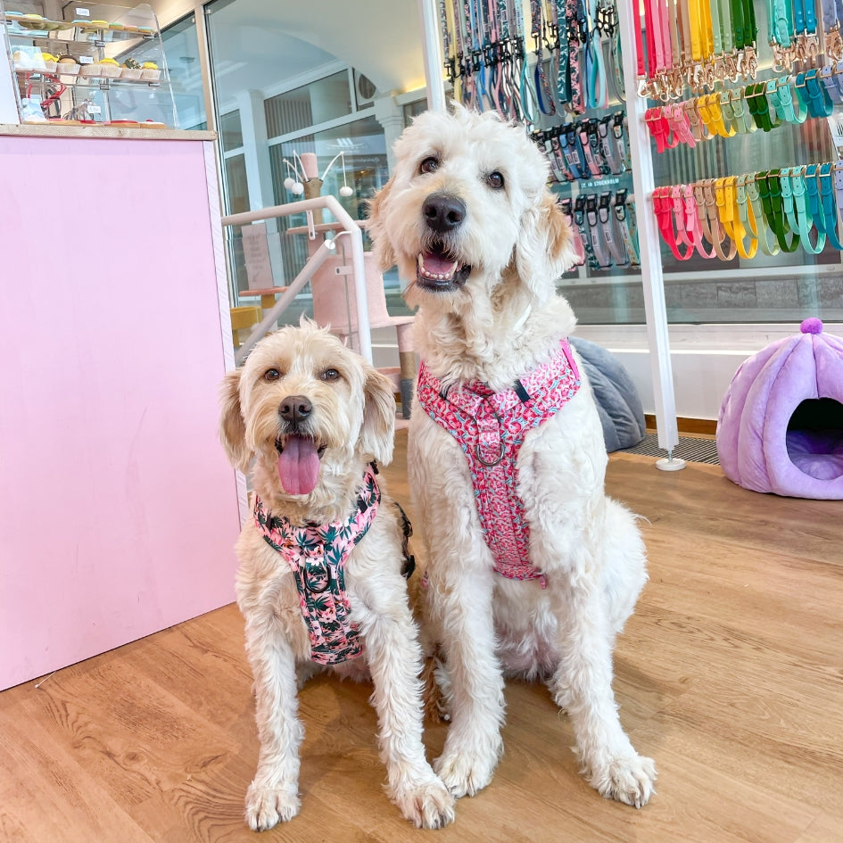 Harnais pour chien anti-traction - Comfy Tropicool