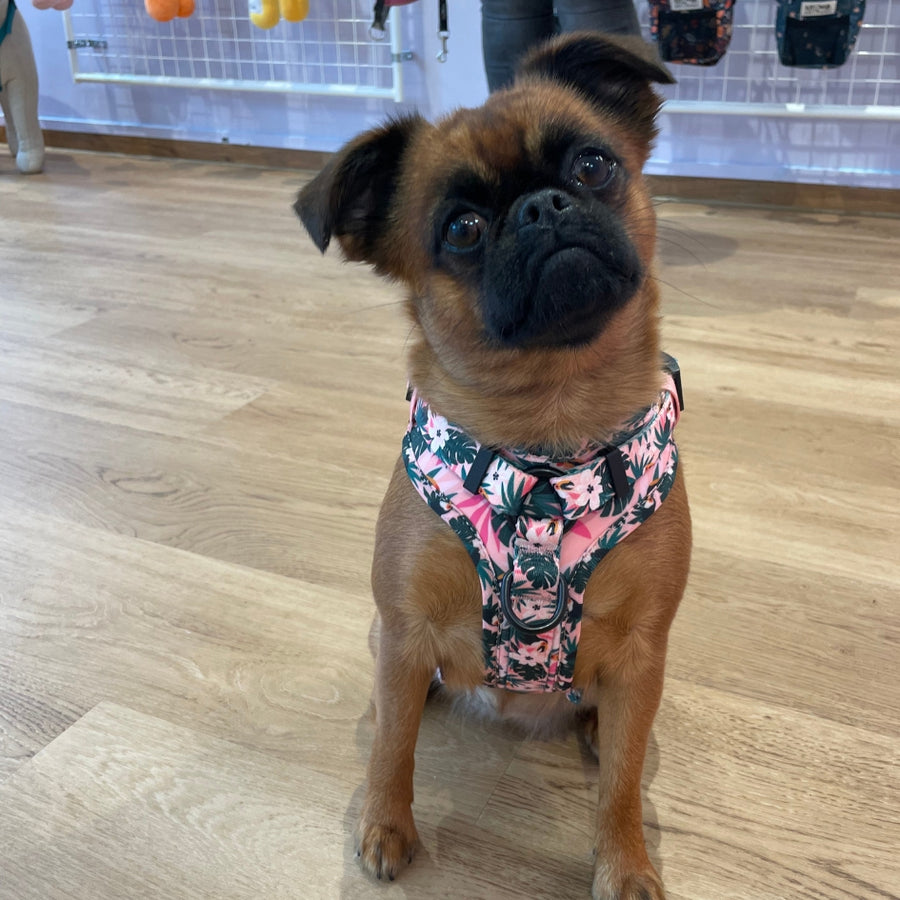 Harnais pour chien anti-traction - Comfy Tropicool