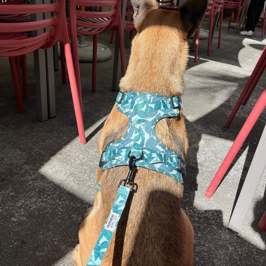 Harnais pour chien anti-traction - Comfy Amazonia