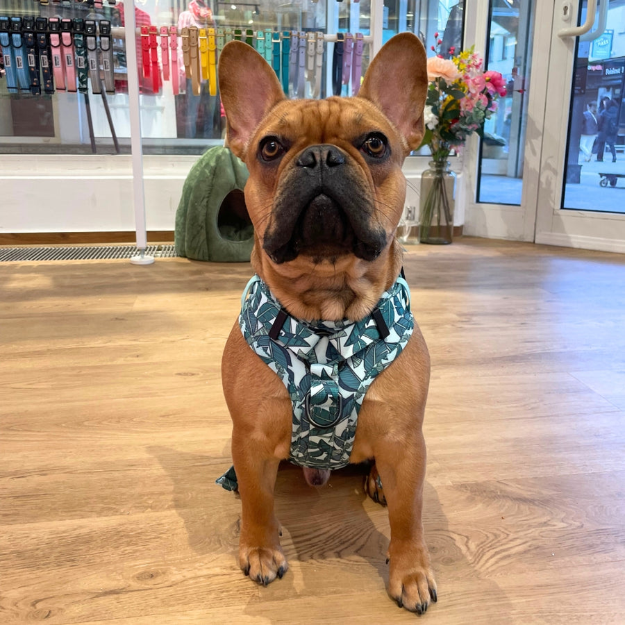 Harnais pour chien anti-traction - Comfy Amazonia
