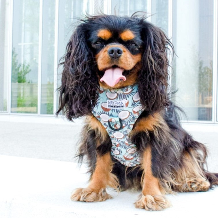 Harnais pour chien en H - Coconut