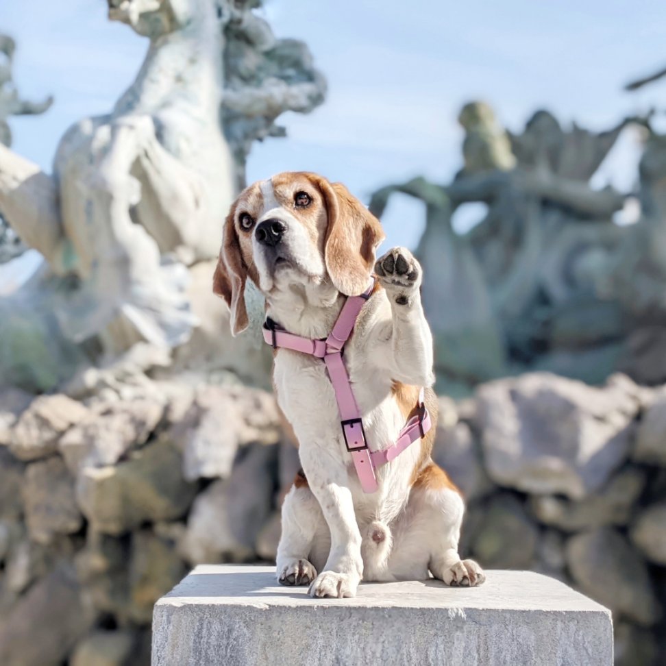 Harnais pour chien Y - Gummy Lila