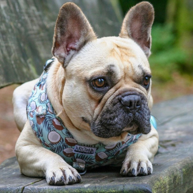 Harnais pour chien en H - Coconut