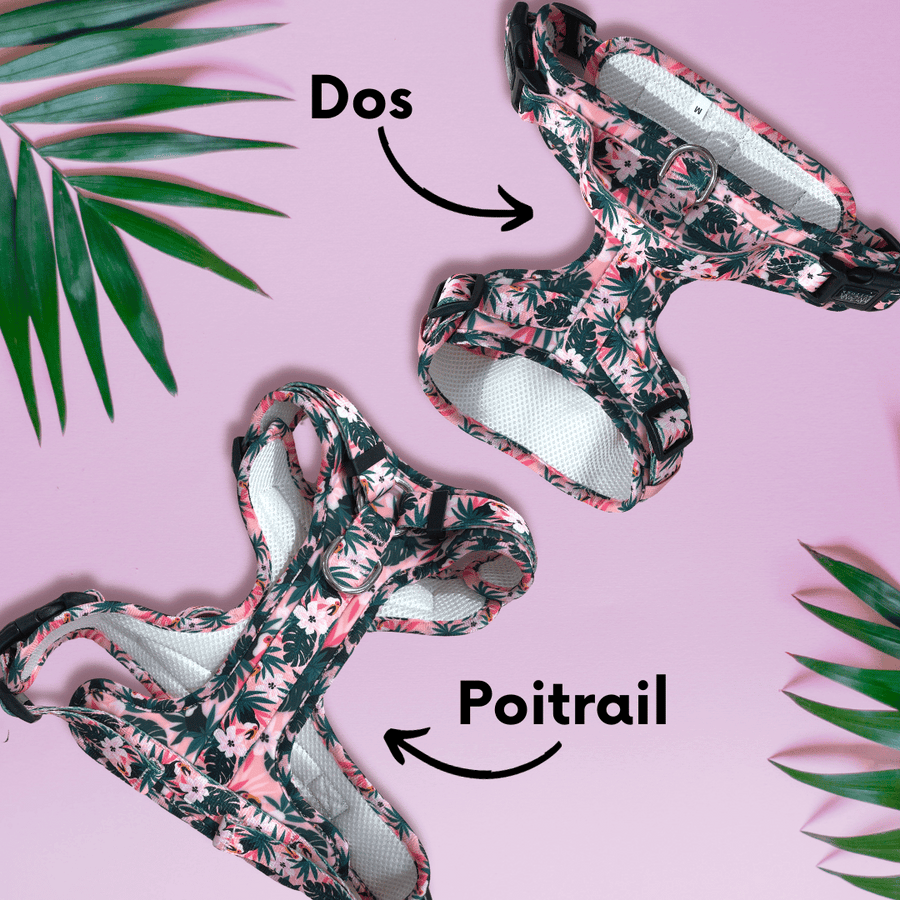 Harnais pour chien anti-traction - Comfy Tropicool