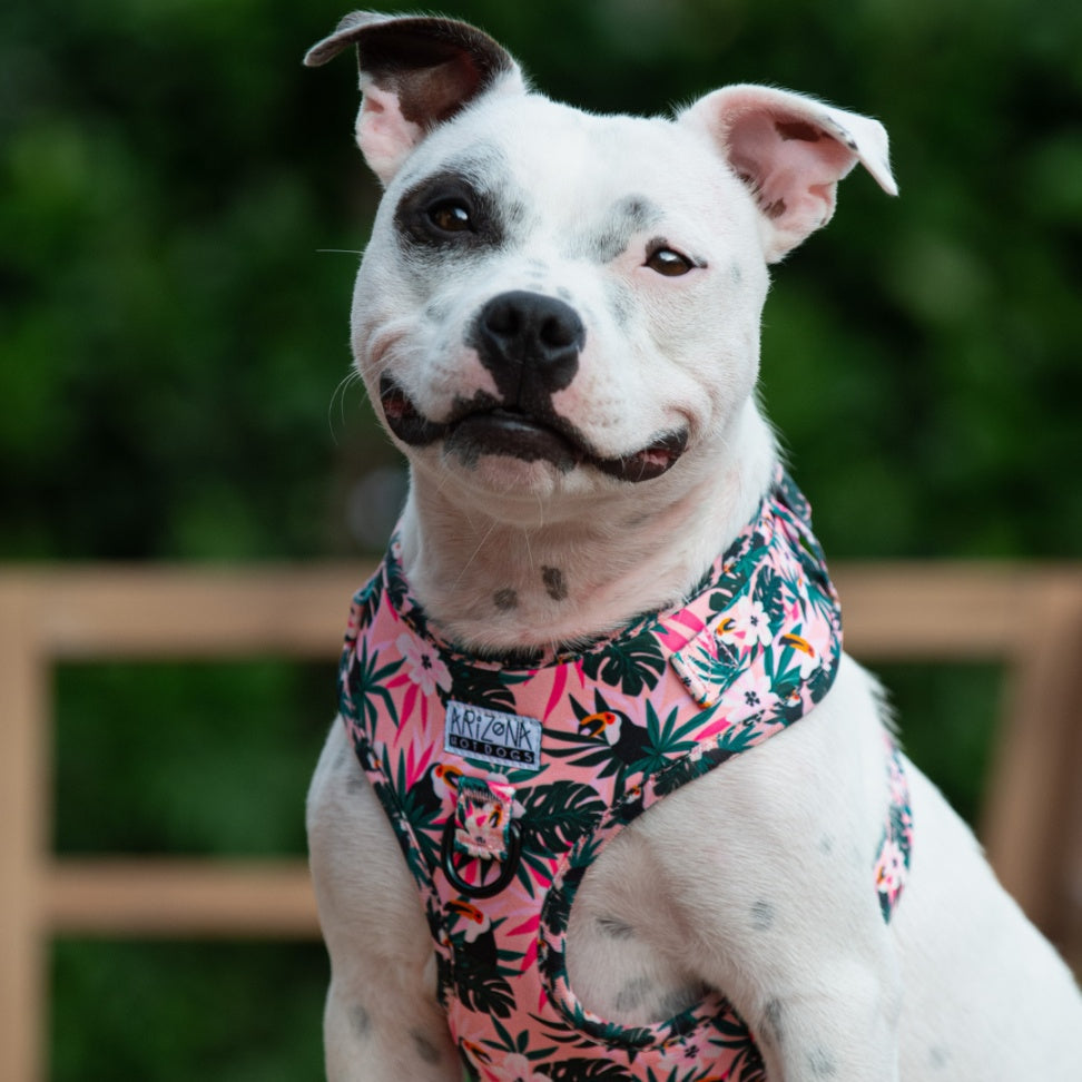 Harnais à motif pour chien réglable