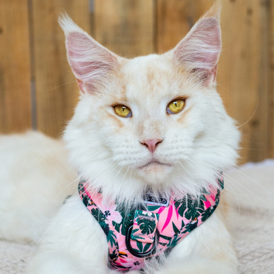Harnais imprimé pour chat réglable