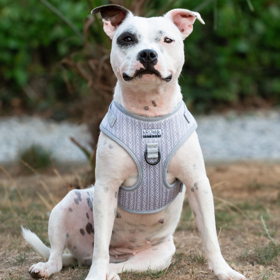 harnais en H ajustable pour chien