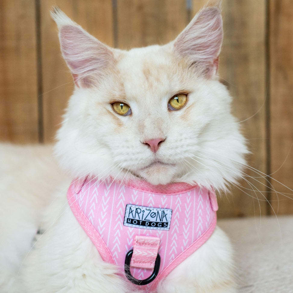Harnais ajustable pour chat