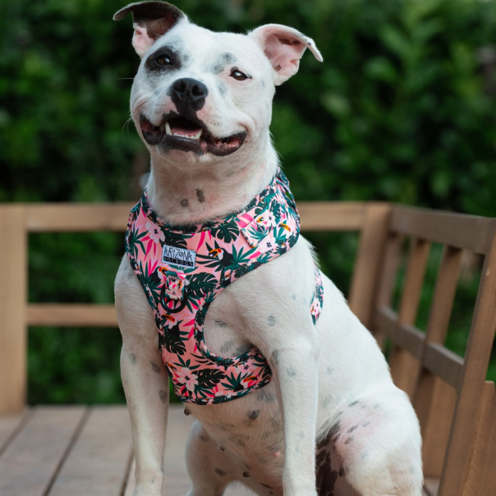 Harnais imprimé pour chien réglable
