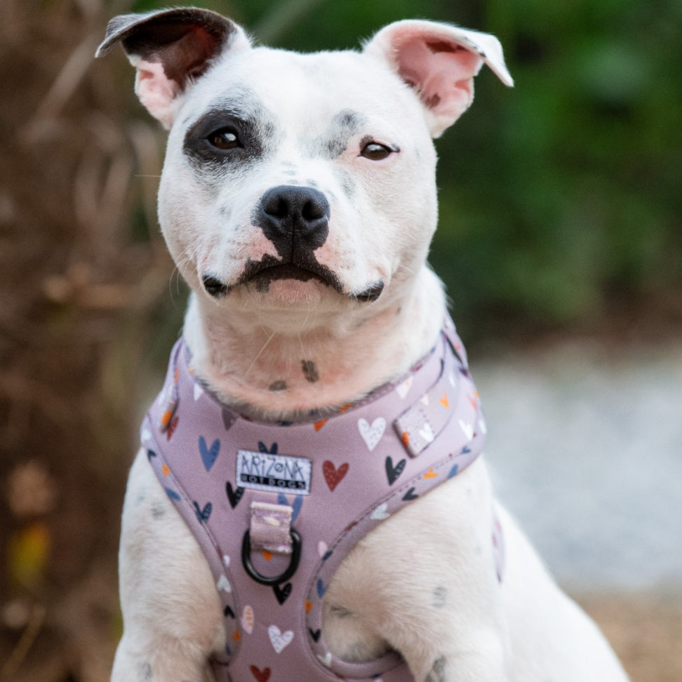 Harnais ajustable pour chien couleur taupe à motif petits coeurs