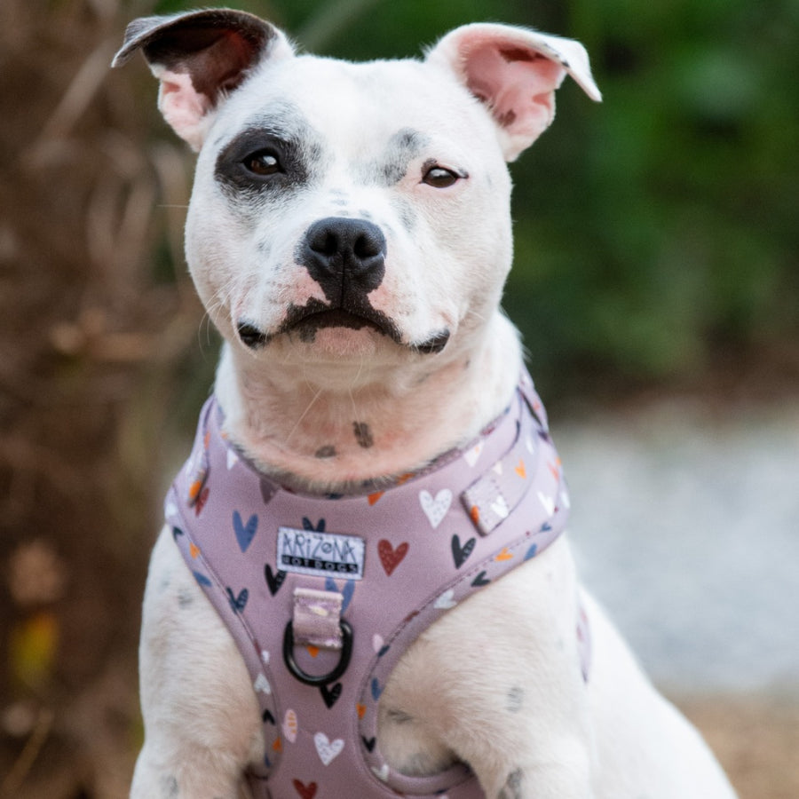 Harnais ajustable pour chien couleur taupe à motif petits coeurs