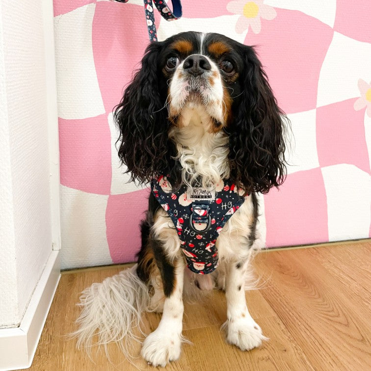Harnais pour chien en H - Hohoho