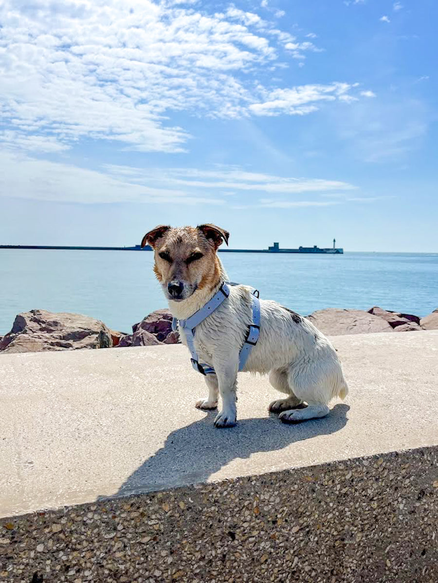 Harnais pour chien Y - Gummy Layette