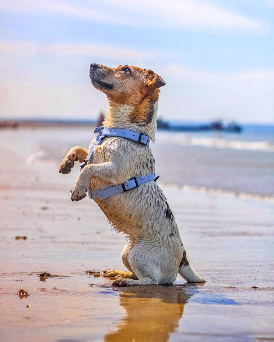 Harnais pour chien Y - Gummy Layette