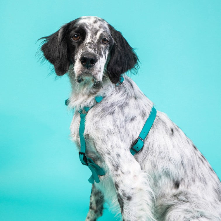 Harnais pour chien Y - Gummy Teal
