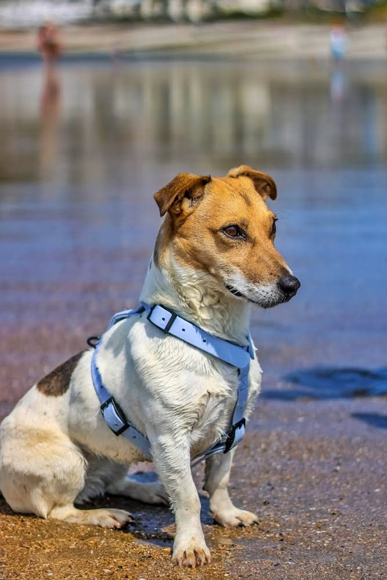 Harnais pour chien Y - Gummy Layette