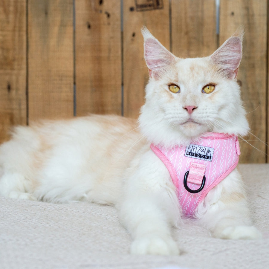 Harnais résistant pour chat