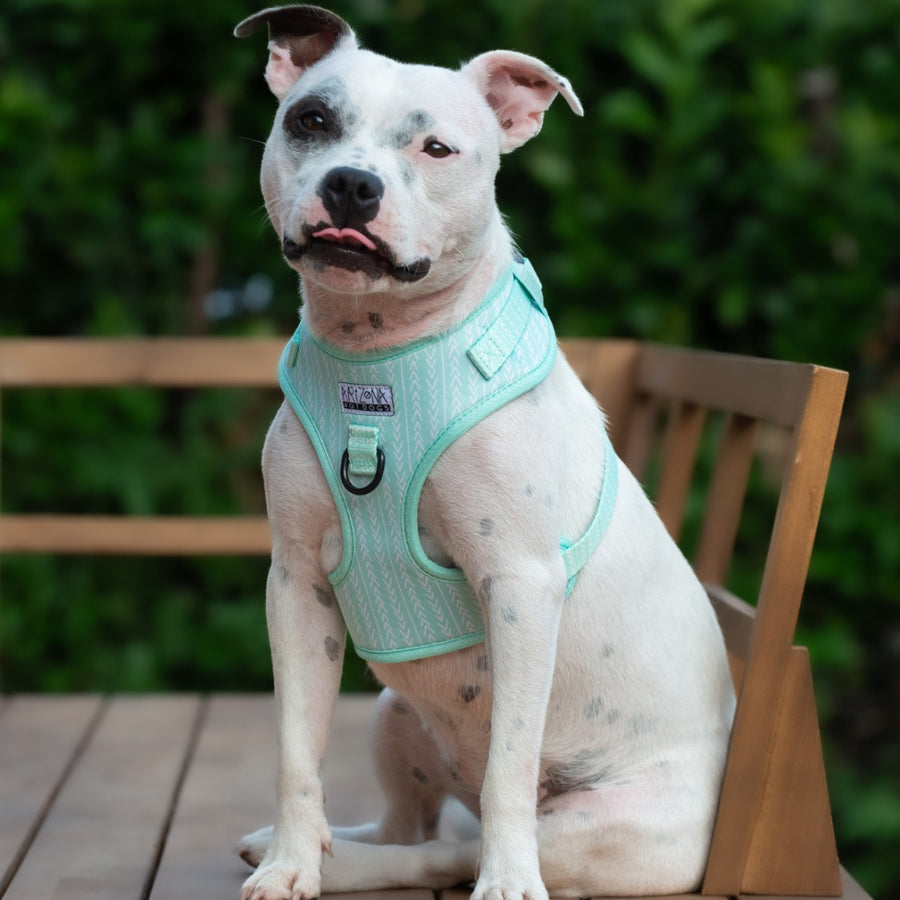 Harnais pour chien ajustable