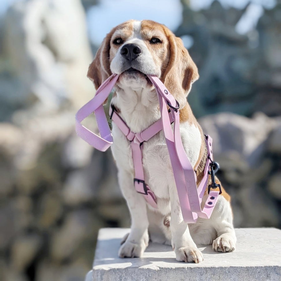 Harnais pour chien Y - Gummy Lila