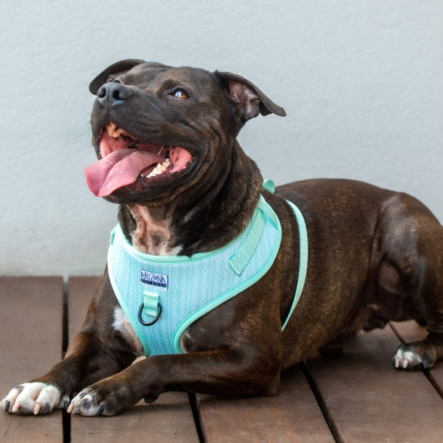 Harnais ajustable pour chien