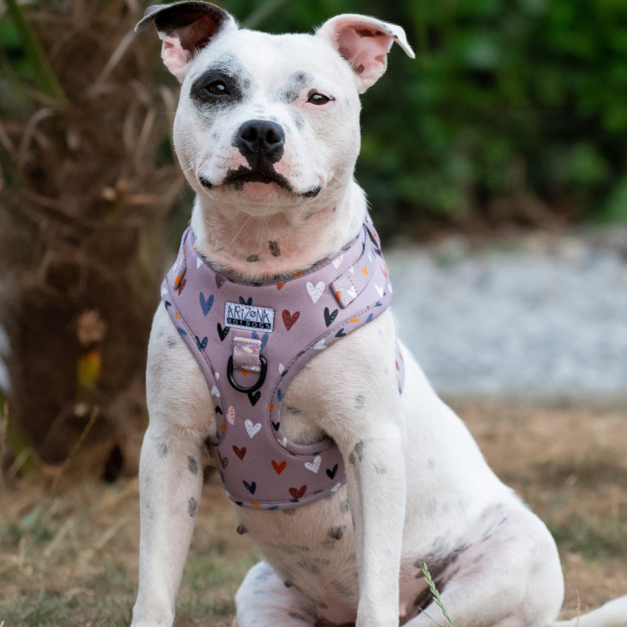 Harnais ajustable pour chiens couleur taupe à motif petits coeurs
