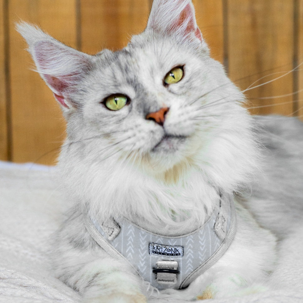 harnais en H ajustable pour chat