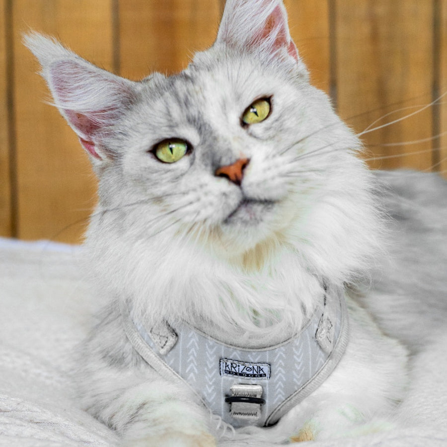 harnais en H ajustable pour chat
