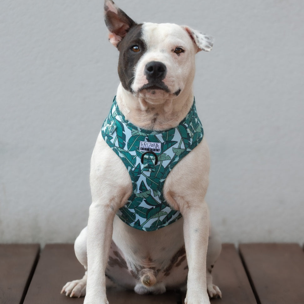 Harnais réglable pour chien
