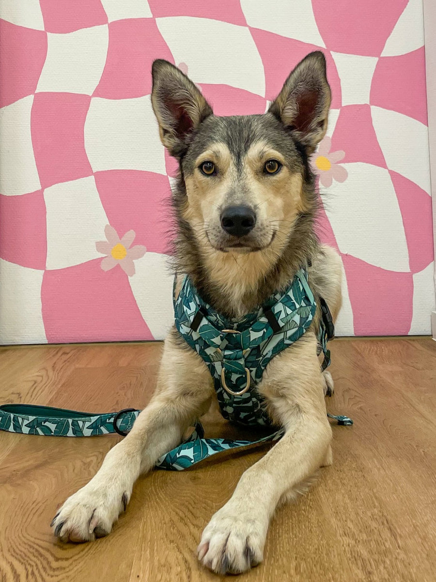 Harnais pour chien anti-traction - Comfy Amazonia