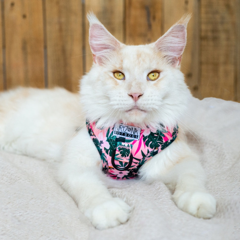 Harnais à motif pour chat réglable