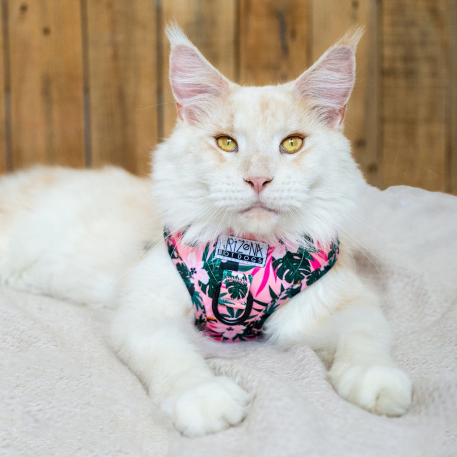 Harnais à motif pour chat réglable