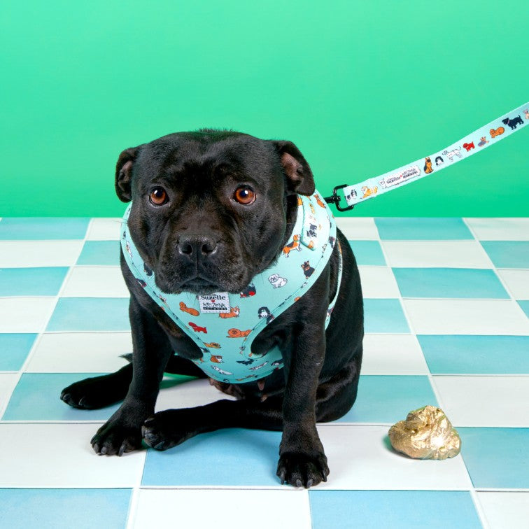 Harnais pour chien en H - Coucou Suzette