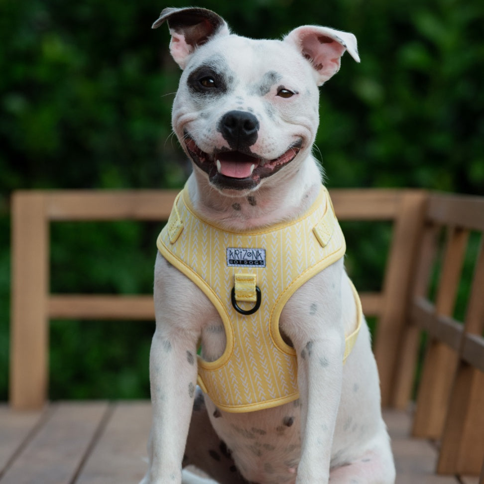 Harnais pour chien anti-traction