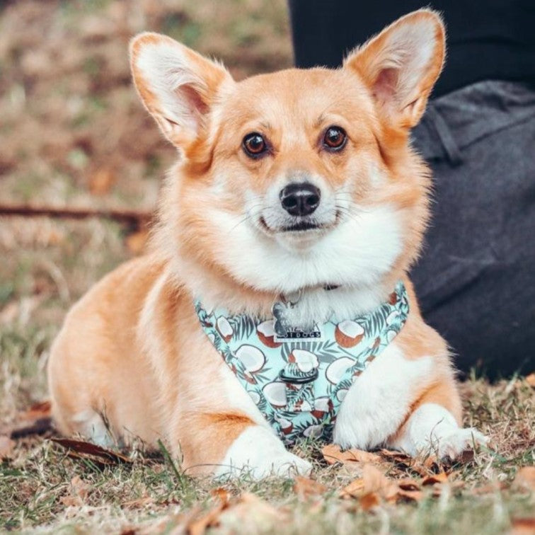 Harnais pour chien en H - Coconut