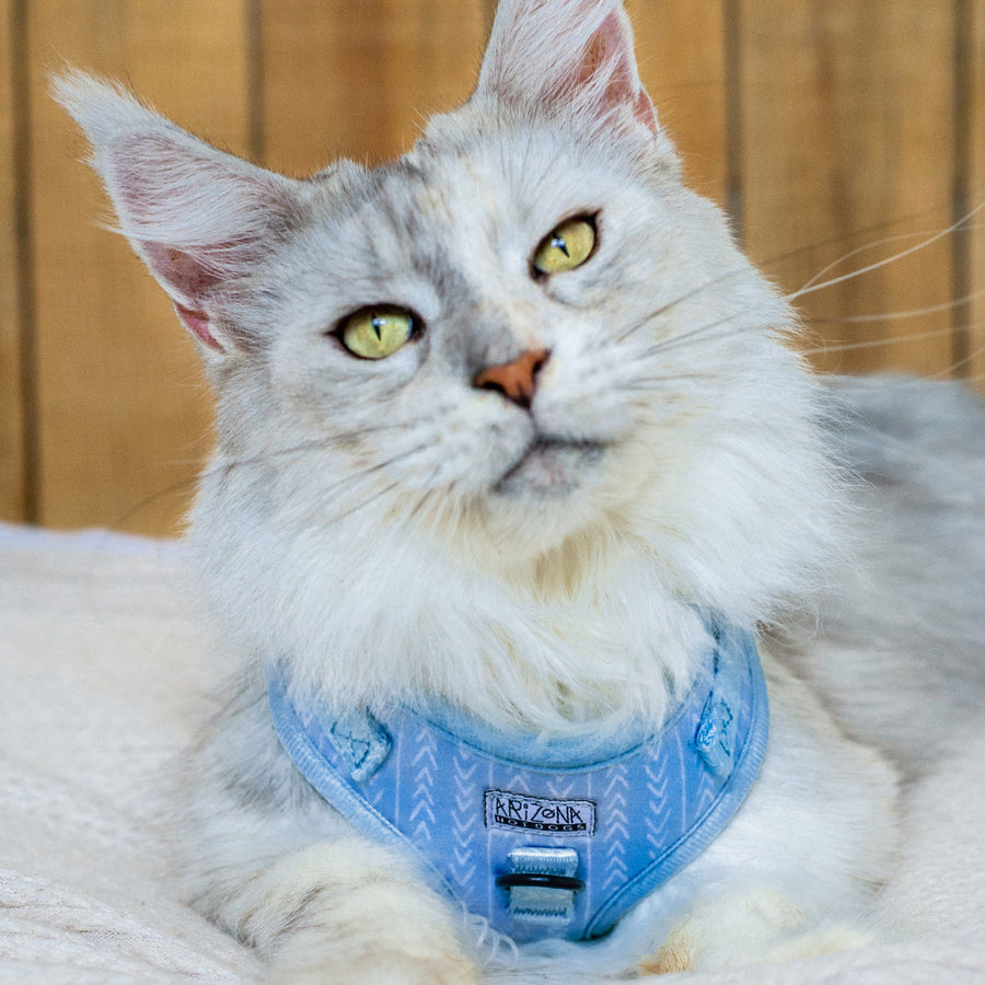 Harnais de marche pour chat