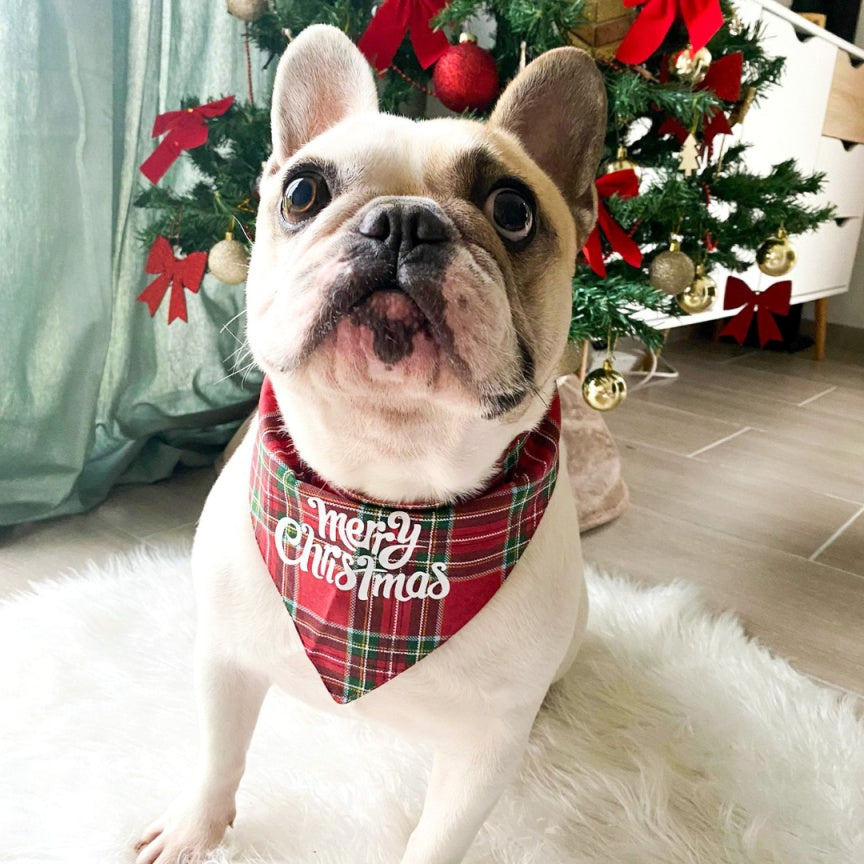 bandana de noel pour bouledogue français