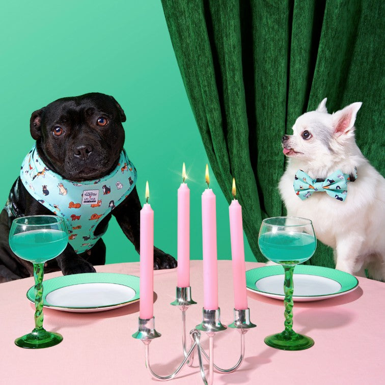 Collier Nylon pour chien - Coucou Suzette