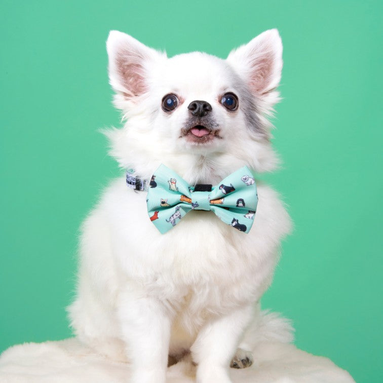 Noeud papillon pour chien - Coucou Suzette