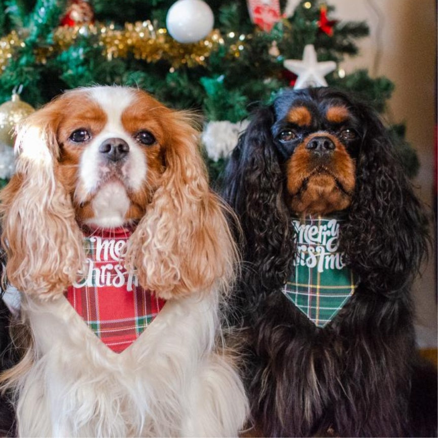bandana de noel pour chien