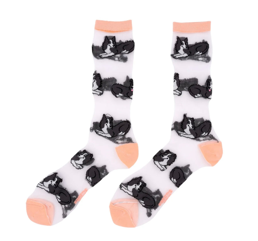 Chaussettes Transparentes Border Collie