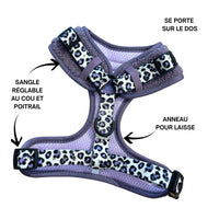 Thumbnail for Harnais pour chien en H - Teddy Lila