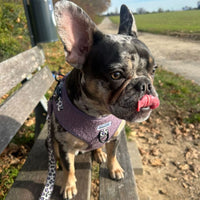 Thumbnail for Laisse Nylon pour chien - Teddy Lila