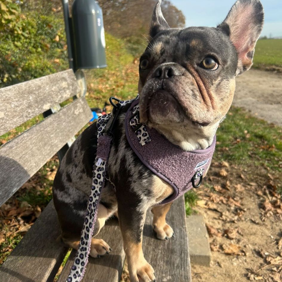 Laisse Nylon pour chien - Teddy Lila